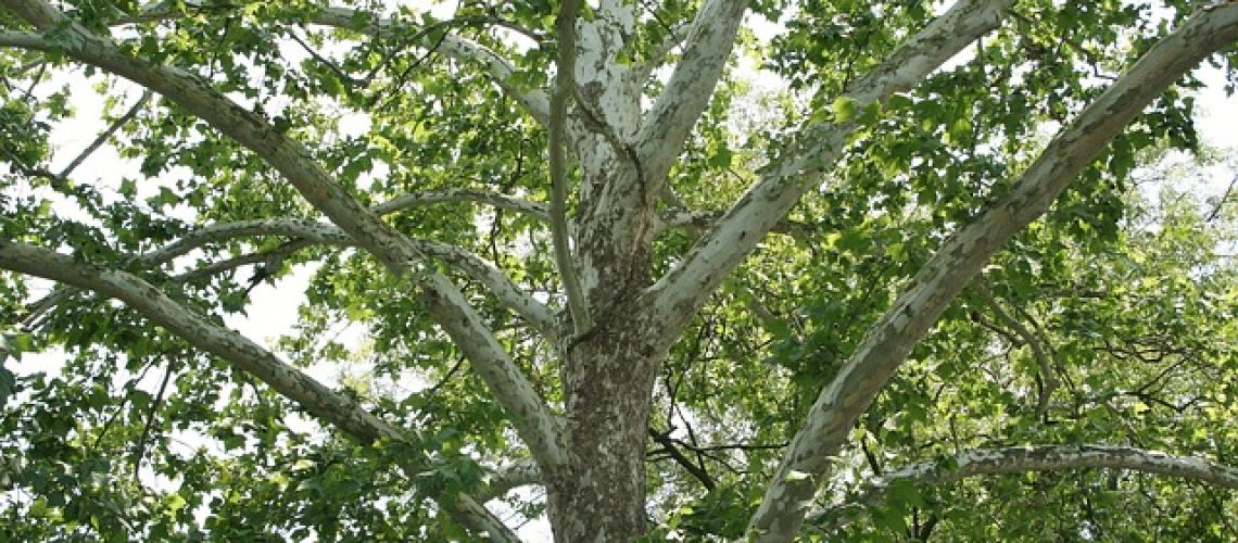 american-sycamore-51542_640